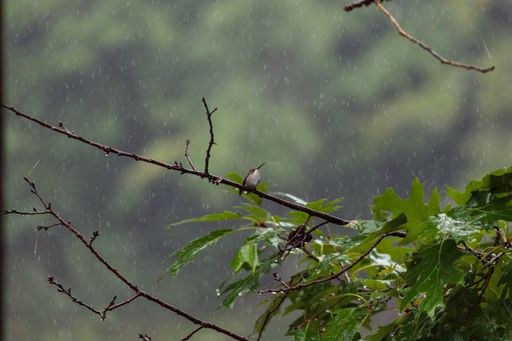 A closeup of a hummingbird perched on an oak tree branch during the rain with a blurry background