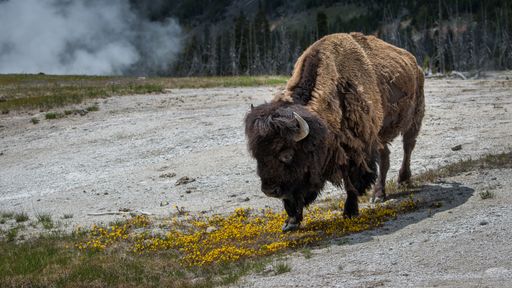 A closeup of an American bison in Yellowstone National Park, Wyoming, USA