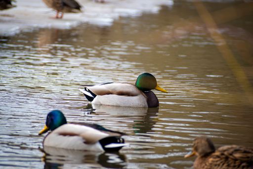 A natural view of wild mallard ducks swimming on a cold ice lake