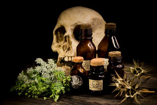 poison bottles, hemlock flowers and burundanga seeds. poisonous herbs concept