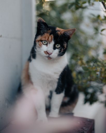 A vertical shot of a beautiful cat staring at the camera.