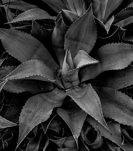 A greyscale closeup shot of an aloe vera plant