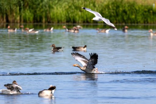 A lively scene of geese, Anser indicus, and seagulls in flight and swimming on a lake with lush greenery in the background.