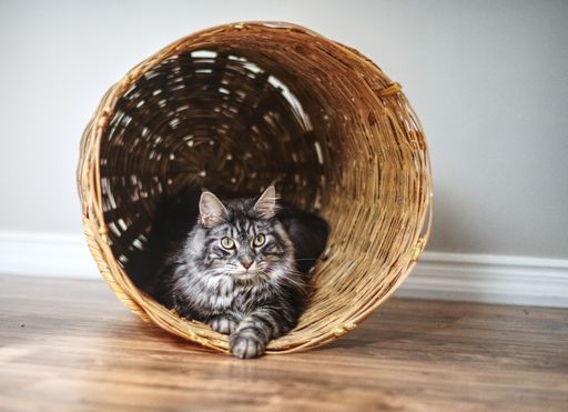 A young cat adorably and mischievously looking out from a new favorite space
