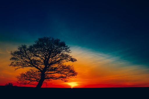 A mesmerizing view of the Sunrise with a lonely tree, Lithuania with a blue-orange sky