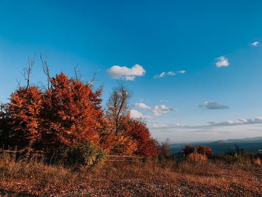 An aerial shot of a forest on Cozla Mountain, Piatra Neamt, Romania