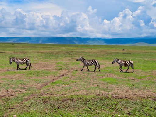 A beautiful shot of a three zebras walking on the grass with a cloudy sky in Serengeti, Africa