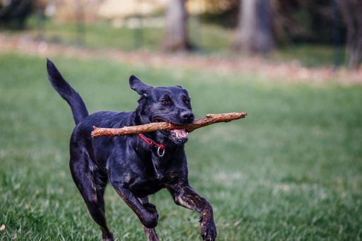 A closeup shot of a cute black Labrador Retriever t sport training with wood stick in the park
