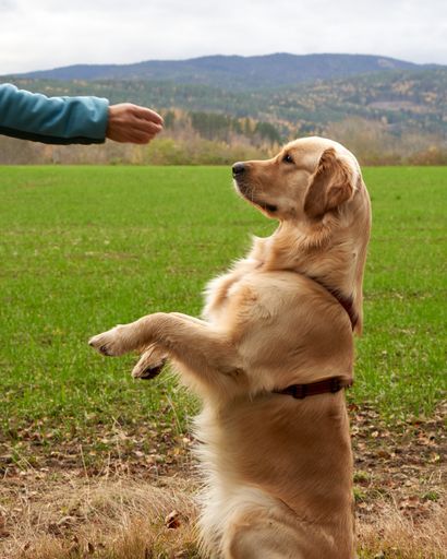A vertical shot of a Golden Retriever dog playing with its owner