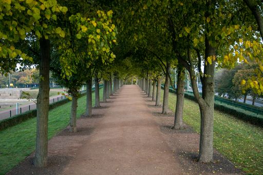 A view of a pathway with trees from both sides in a park