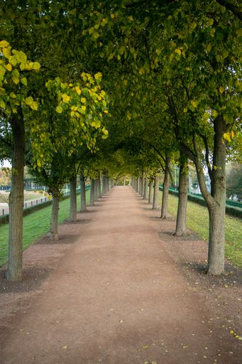 A vertical shot of a pathway with trees from both sides in a park