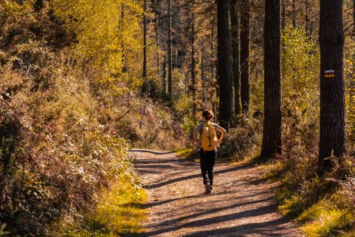 A backshot of a Caucasian young woman in an autumn sunset on a path through a beautiful forest