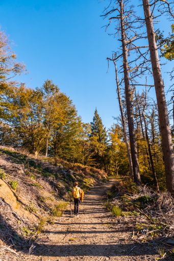 A backshot of a Caucasian young woman in an autumn sunset on a path through a beautiful forest