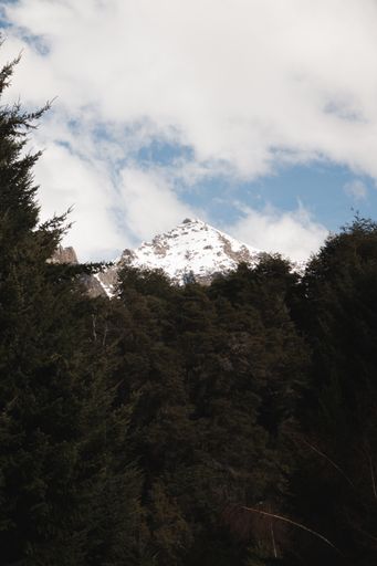 A vertical shot of trees with snowy hills