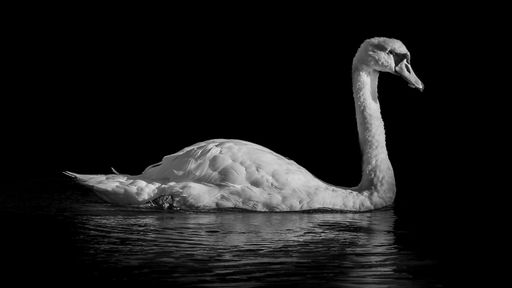 A grayscale of the beautiful swan peacefully swimming in the lake with their reflection in it