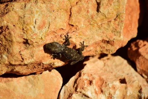 A Moorish Gecko crawling on the rocks under the sunlight at daytime in Malta