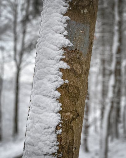 A closeup shot of a tree bark covered with snow