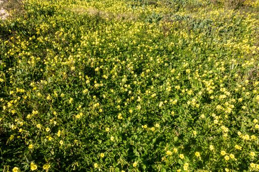 A high angle shot of blooming yellow flowers in greenery - perfect for background