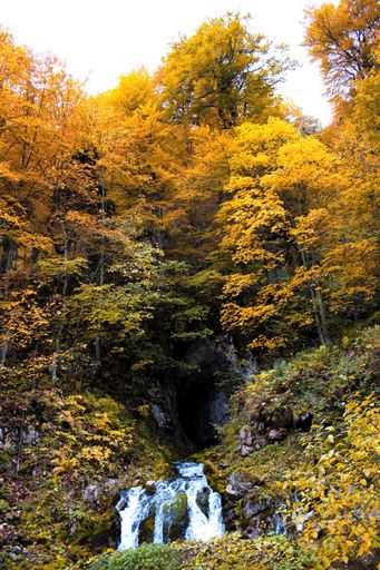 A vertical shot of a small waterfall surrounded by autumn trees