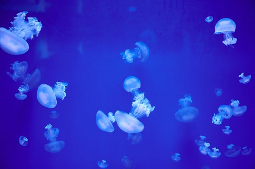 A closeup of jellyfish swimming deep underwater