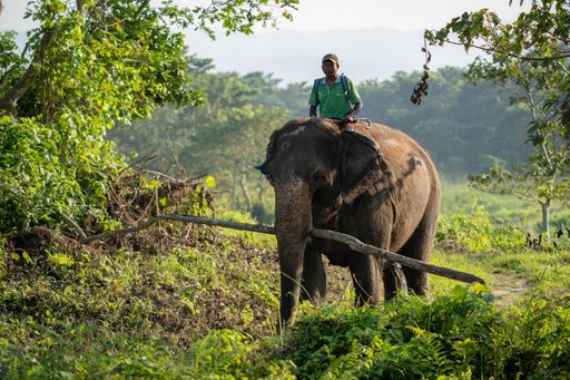 A man riding on an elephant in the Chitwan National Park, Nepal