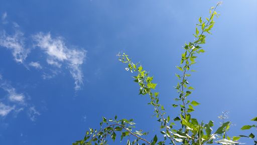 A beautiful view of tree branch under the blue sky