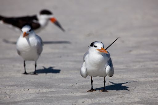 A closeup of royal tern birds perched on the sandy beach