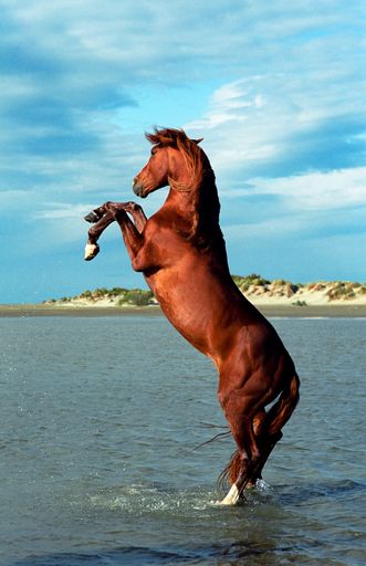 A vertical shot of a brown horse rearing up high by the sea during daytime