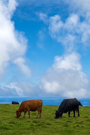 Cows grazing on a lush green field under a bright blue sky with fluffy clouds.
