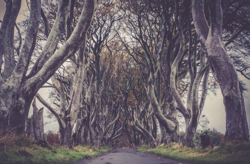 A breathtaking view of a road going through the beautiful and tangled up trees