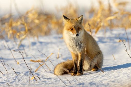 A red fox in a snow-covered winter landscape