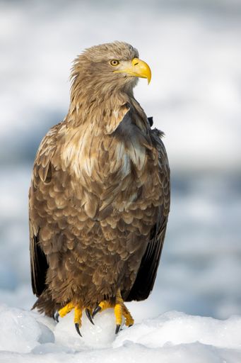 A vertical shot of a bald eagle on a blurred background