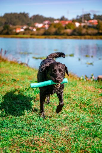 A closeup shot of an adorable black Labrador with a plastic stick toy in its mouth