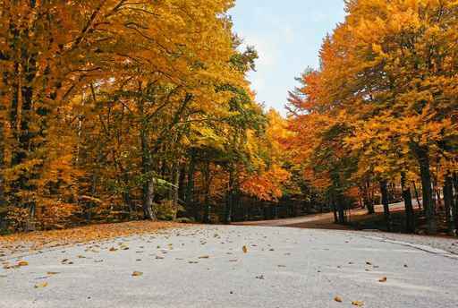 A ground view of a park on a gloomy day in autumn