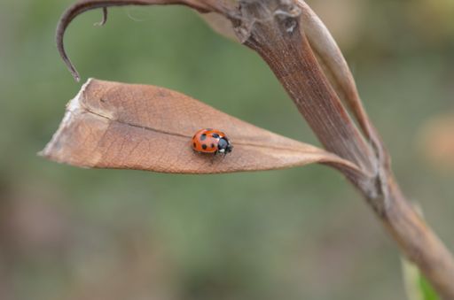 A closeup of a ladybug on a dried leaf in a field under the sunlight with a blurry background