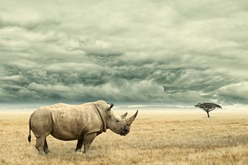 A rhinoceros in an African savannah under a stormy cloudy sky on a gloomy day