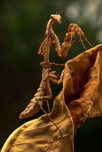 Close-up of a brown praying mantis camouflaged on a dry leaf with a blurred green background.