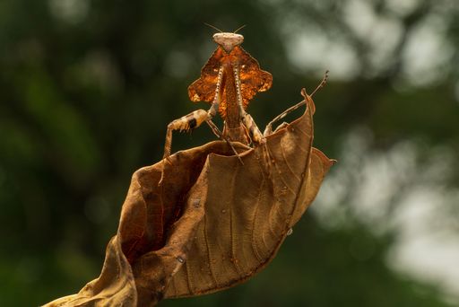 A leaf-like praying mantis camouflaged on a dry leaf, showcasing its natural mimicry against a blurred green background.