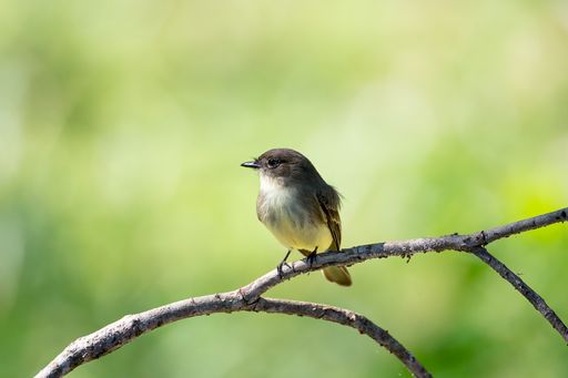 A portrait of a cute eastern phoebe perched on a twig
