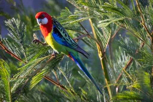 A selective focus shot of a beautiful Rosella feeding in a tree in Melbourne Australia