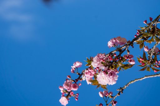 A low angle shot of a tree with beautiful cherry blossoms under a clear blue sky