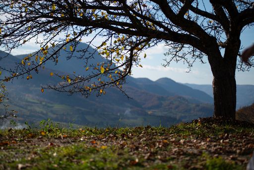 A vertical shot of fallen autumn leaves under a tree with mountains in the background