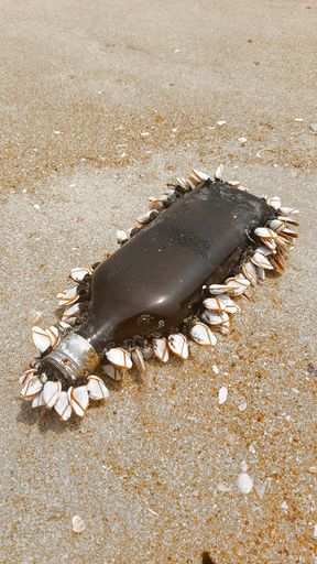 A closeup shot of a discarded glass bottle covered in barnacles washed up on the shore