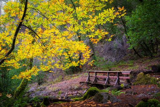 A wooden bridge and autumn trees in Sugarloaf Regional Park, Sonoma County California