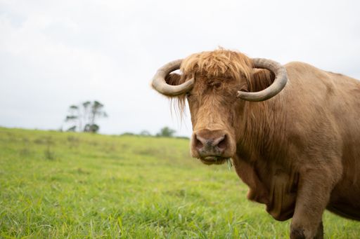 A closeup of a buffalo standing on a patch of grass in the rural countrysid