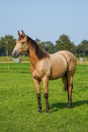 A vertical shot of beautiful Kwpn horse Dutch, field stallion, 1.5 years old in autumn