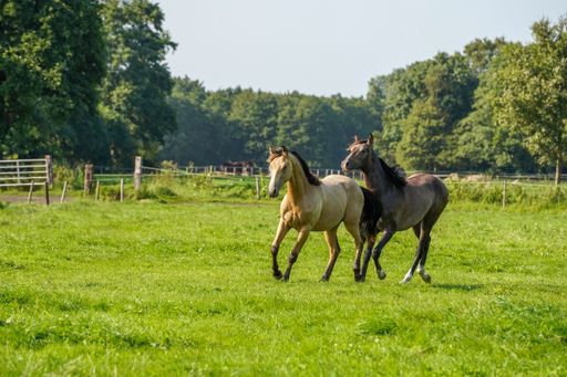 A close-up shot of beautiful Kwpn 2 horse Dutch, field stallion, 1.5 years old in autumn