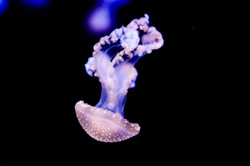 A closeup shot of a venomous jellyfish isolated on a black background