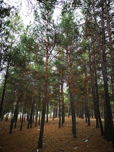 A vertical shot of forest pine trees