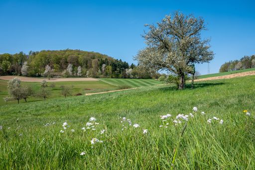 The beautiful trees on the grass-covered field captured in Unter-Ostern, Odenwald in Germany